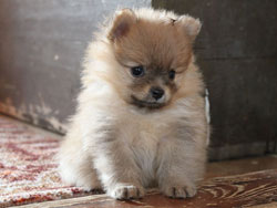 Хлоя - Померанский шпиц