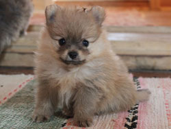 Хлоя - Померанский шпиц