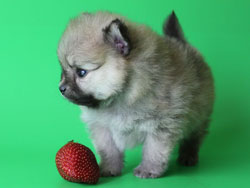 Хэппи - Померанский шпиц